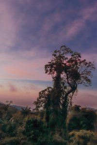 Rain Forest III, 2020