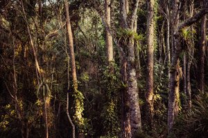 Rain Forest IV, 2021