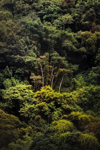 Rain Forest IX, 2018