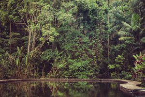 Rain Forest VI