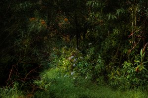 Trails, 2015