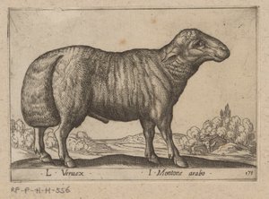 Arabian Sheep