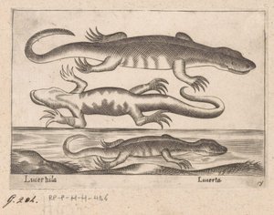 Three Lizards by Antonio Tempesta