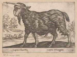 Goat with One Horn (Capra Silvestris/Capra Selvaggia)