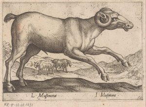 Goat-like Creature (Animals and Mythical Creatures / Nova raccolta de li animali piu curiosi del mondo)