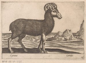 Chamois