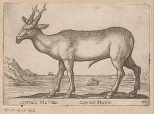 Deer (Capreulus Marinus/Capriolo Marino) (title on object) Animals and Fabulous Creatures (series title) Nova Raccolta de li Animali Piu Curiosi del Mondo (series title) by Antonio Tempesta