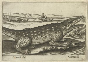 Crocodile (Animals and Mythical Creatures, Nova raccolta de li animali piu curiosi del mondo) by Antonio Tempesta