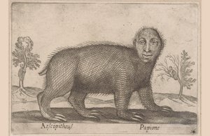 Sloth by Antonio Tempesta