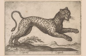 Leopard (Animals and Fabulous Creatures series, Nova raccolta de li animali piu curiosi del mondo series) by Antonio Tempesta