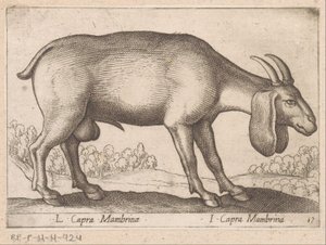 Mambrina Goat by Antonio Tempesta