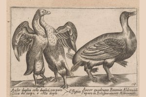 Deformed Geese by Antonio Tempesta