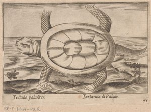 Marsh Turtle Testudo Palustres / Tartaruca di Palude (title on object) Animals and Mythical Creatures (series title) Nova Raccolta de li Animali Piu Curiosi del Mondo (series title) by Antonio Tempesta