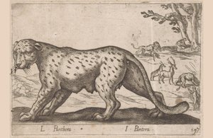 Panther by Antonio Tempesta