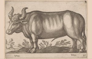 Ox by Antonio Tempesta