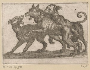 Two Dogs Fighting a Wolf