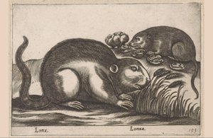 Two muskrats, Lonx, Lonza, Animals and mythical creatures (series title), Nova raccolta de li animali piu curiosi del mondo (series title) by Antonio Tempesta