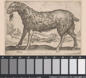 Female Moose