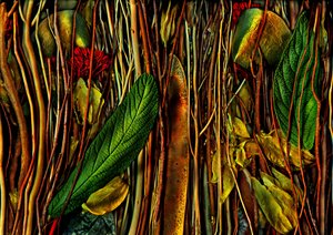 Otherworlds No.79-4, Strange Wood, 2019