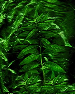 Green-4, 2009 by Antonius Antonius