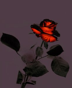 A New Rose, 2007