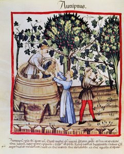The Grape Harvest from Tacuinum Sanitatis