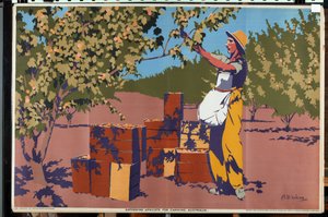 Gathering Apricots for Canning - Australia
