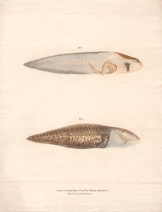 No. 5 and No. 6 in the 8 stages of growth of the Surinam Frog by Archibald Robertson