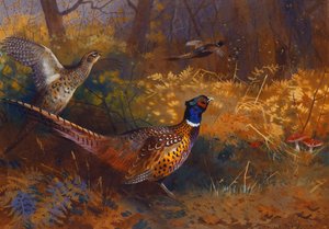 A Cock and Hen Pheasant at the Edge of a Wood
