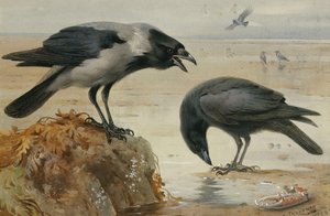 A Hooded Crow and a Carrion Crow by Archibald Thorburn