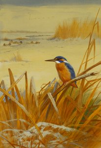 A Kingfisher Amongst Reeds in Winter