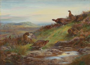 A covey of red grouse by a spring by Archibald Thorburn