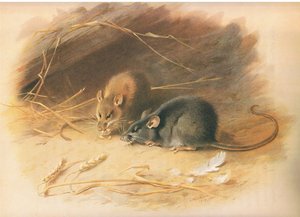 Alexandrine Rat and Black Rat, from Thorburn