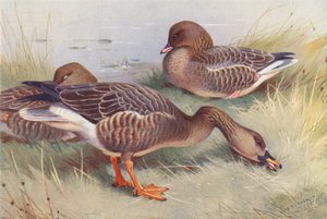 Bean-Goose, Pink-Footed Goose by Archibald Thorburn