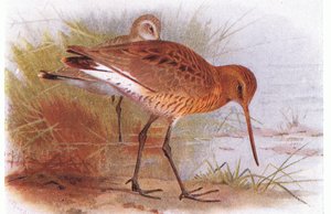 Black Tailed Godwit, from Birds of the British Isles and Their Eggs