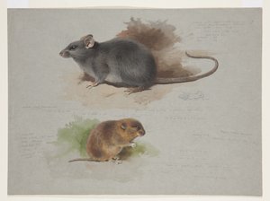 Black Rat and Orkney Vole, c.1915 by Archibald Thorburn