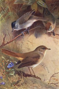 Blackcap (male and female), Nightingale by Archibald Thorburn