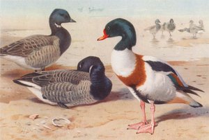 Brent Goose, Common Sheld-Duck by Archibald Thorburn