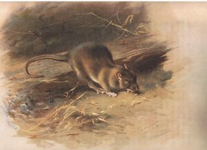 Brown Rat, from Thorburn