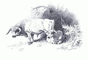 Cattle, from Thorburn