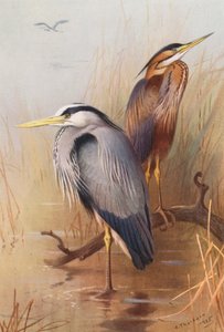 Common Heron, Purple Heron by Archibald Thorburn