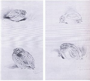 Common Partridge and Quail, pub. by Book Club Associates by Archibald Thorburn