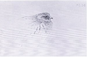 Common Partridge, pub. by Book Club Associates by Archibald Thorburn