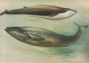Common Rorqual, Sibbald
