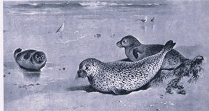 Common Seal, Nature in Britain published by Collins by Archibald Thorburn