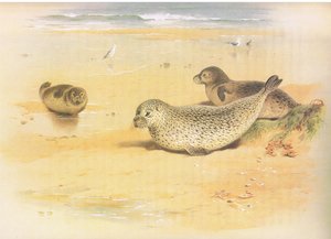 Common Seal, from Thorburn
