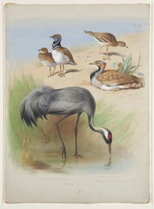 Crane, Stone Curlew and Bustards, c.1915