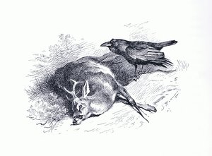 Dead Deer and Raven, from Thorburn