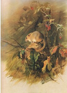 Dormouse, from Thorburn