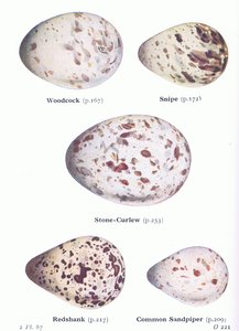 Eggs: Woodcock; Snipe, Stone Curlew, Redshank, Common Sandpiper, from Birds of the British Isles and Their Eggs by Archibald Thorburn